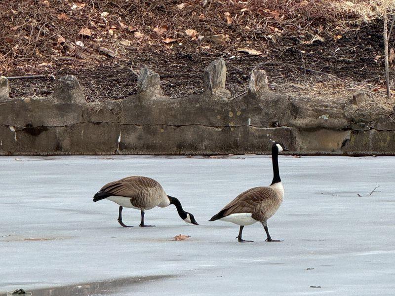 Two geese walk on a frozen pond